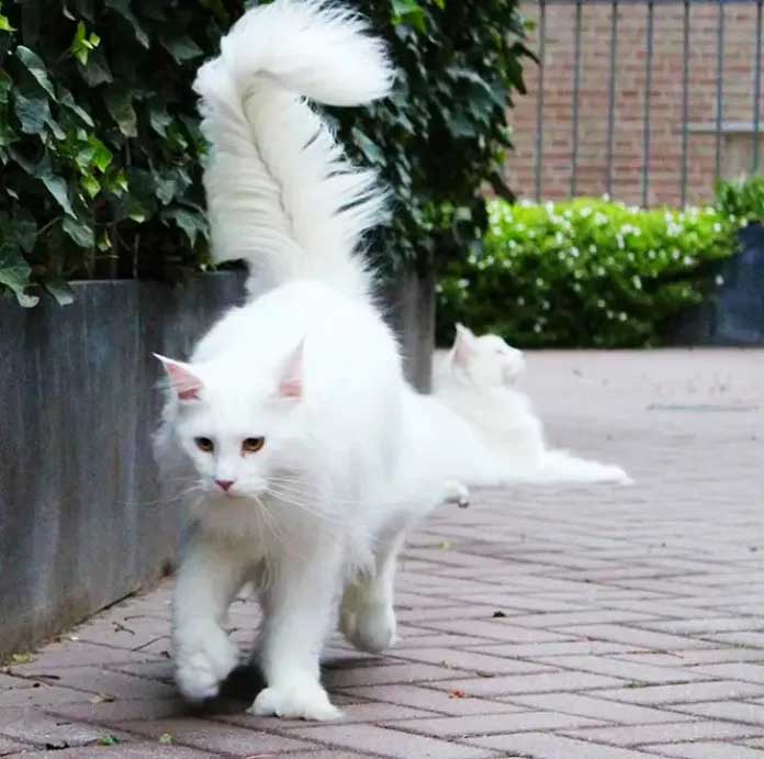 "Radiant Maine Coon, capturing the breed's distinct plush coat and characteristic tufted ears, in a serene pose."