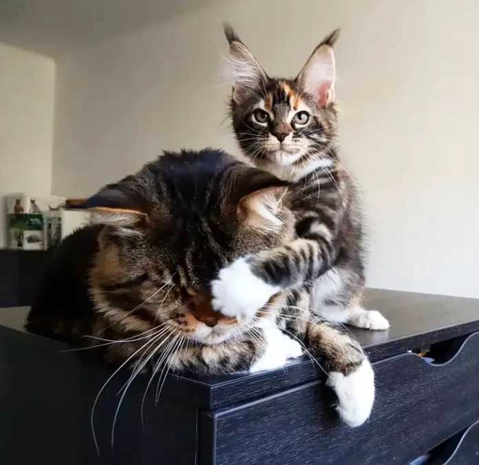 "Portrait of a Maine Coon, showcasing its dense fur, tufted ears, and expressive eyes, emblematic of its revered breed."