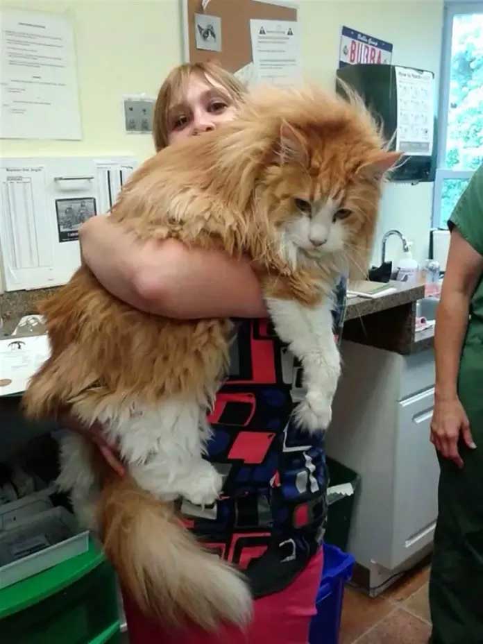 "Maine Coon cat, exemplifying the breed with its plush mane, tufted ears, and soulful gaze."