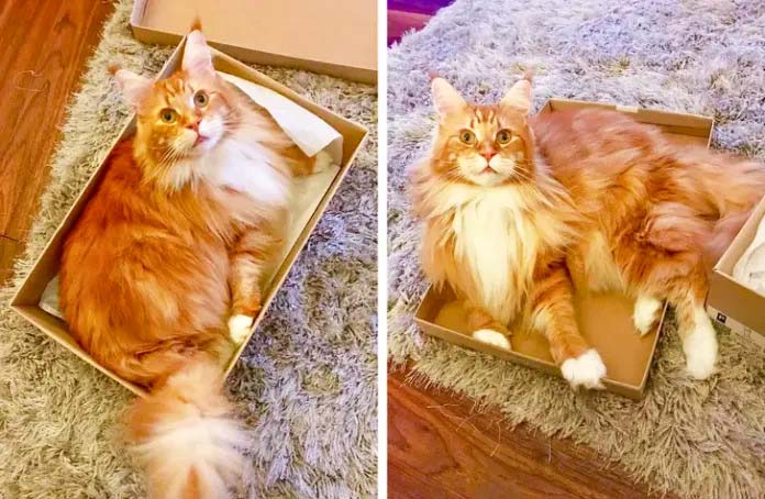 "A majestic Maine Coon cat with tufted ears and a thick, flowing mane, epitomizing the grandeur of this New England feline."
