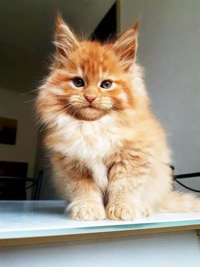 "Close-up of a regal Maine Coon with distinctive tufted ears and a luxurious fur coat, gazing intently."