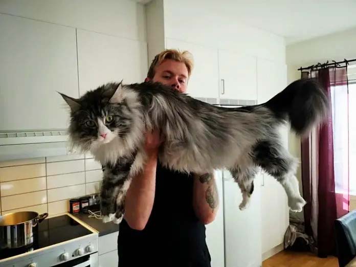 "Elegant Maine Coon with its signature long whiskers and plush tail, displaying its New England heritage."
