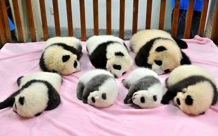 Adorable panda cubs playing in a daycare filled with joy and laughter.
