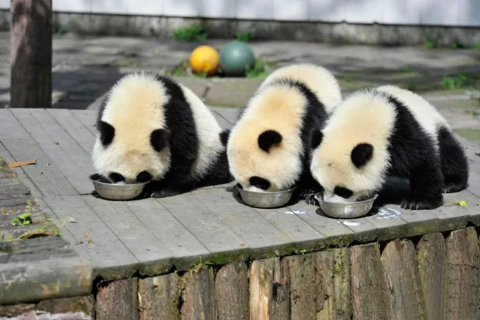 Happy panda cubs playing in a delightful daycare setting.