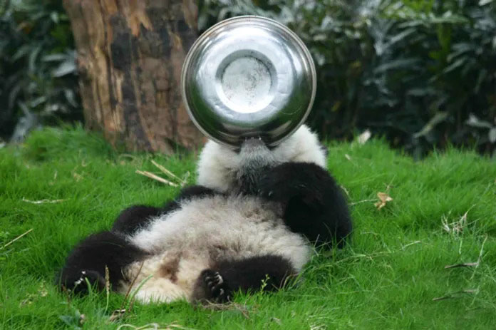 Adorable panda cubs engaged in playful activities in a delightful daycare setting.