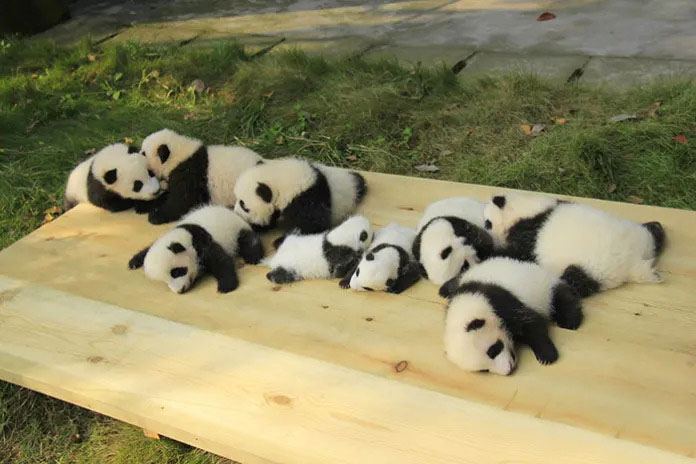 Joyful panda cubs playing together in a delightful daycare environment.