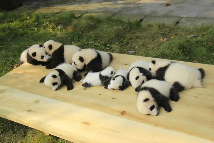 Joyful panda cubs playing together in a delightful daycare environment.