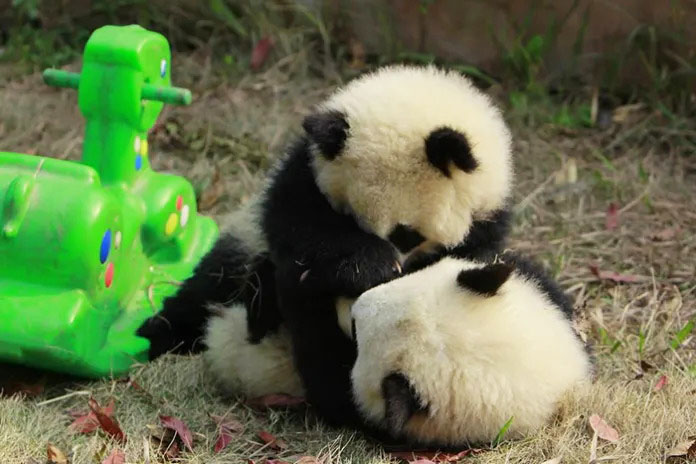 Cozy panda cubs enjoying their time in a charming daycare setting.