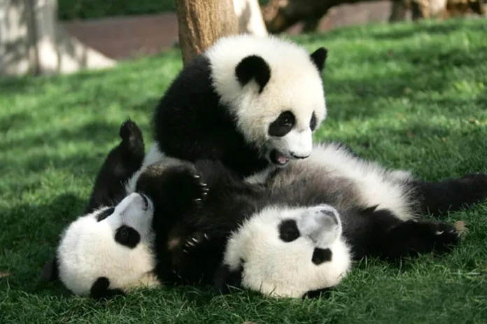 Curious panda cubs having fun in a vibrant daycare environment.