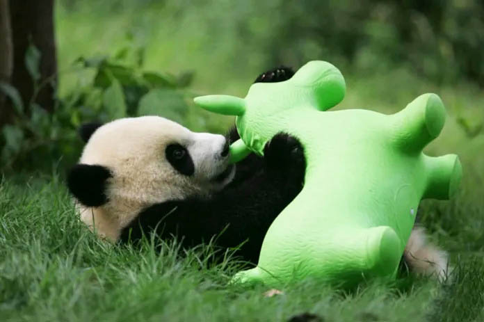 Smiling panda cubs in a playful daycare setting.