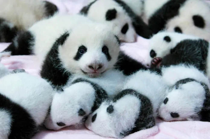 Enchanting scene of panda cubs enjoying their time in a delightful daycare.