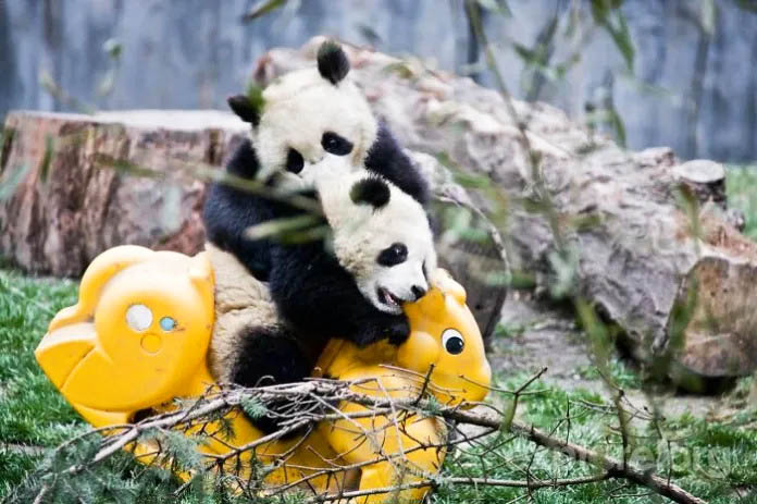 Panda cubs celebrating and having fun in a festive daycare environment.