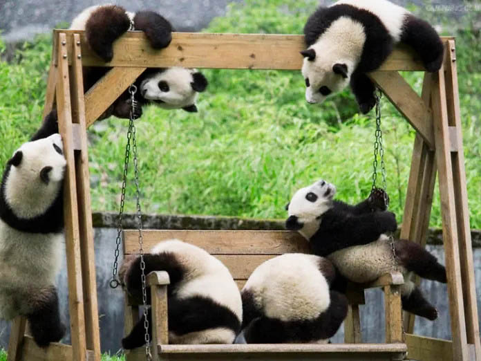 Fluffy panda cubs exploring a magical daycare filled with wonder and joy.