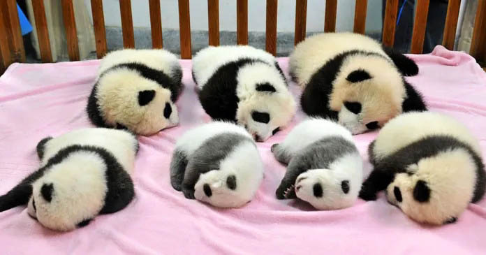 Adorable panda cubs enjoying a perfect day in a delightful daycare setting.