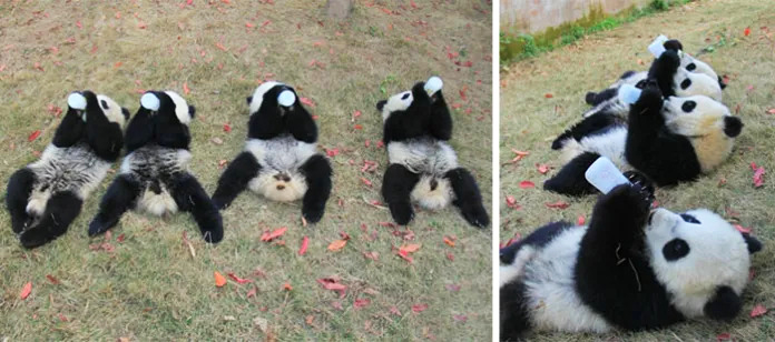 A group of happy panda cubs exploring a daycare filled with laughter and joy.