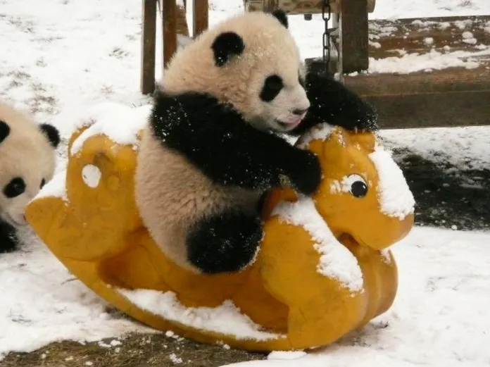 Adorable panda cubs playing together in a cheerful daycare environment.