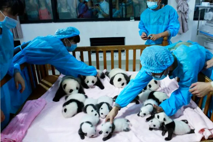 Panda cubs frolicking and enjoying their time in a vibrant daycare setting.