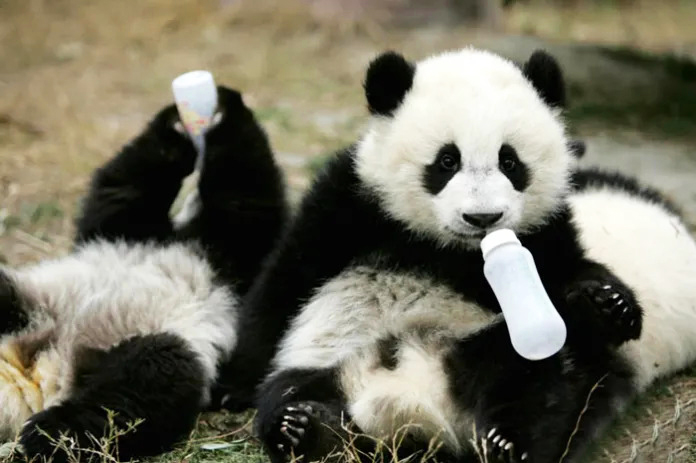 Panda daycare scene with playful cubs enjoying their time in a joyful environment.