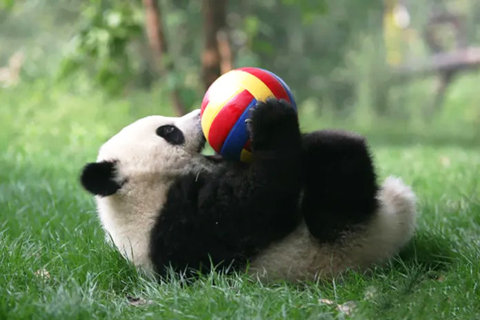 A group of happy panda cubs exploring a daycare filled with laughter and joy.