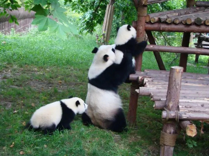 Adorable panda cubs playing together in a cheerful daycare environment.