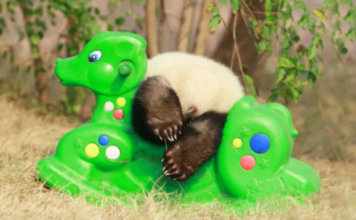 Playful panda cubs frolicking in a vibrant daycare setting.