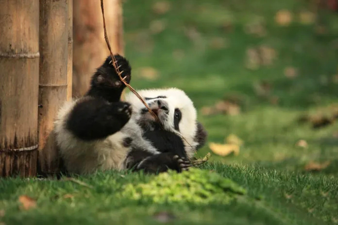 Cute panda cubs enjoying their time in a joyful daycare environment.