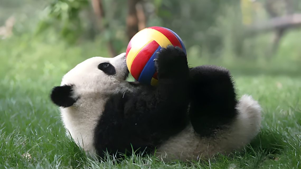 Featured image of happy panda cubs playing and enjoying their time in Panda Daycare, the most delightful place on Earth.