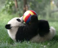 Featured image of happy panda cubs playing and enjoying their time in Panda Daycare, the most delightful place on Earth.