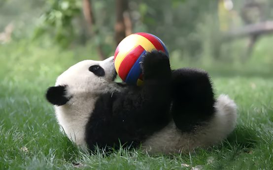 Featured image of happy panda cubs playing and enjoying their time in Panda Daycare, the most delightful place on Earth.