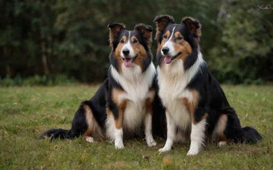 black and tan collies