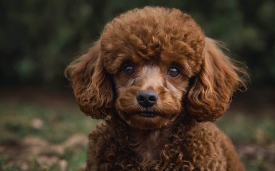 red tiny poodle