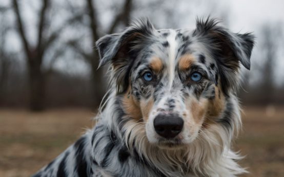 border blue merle