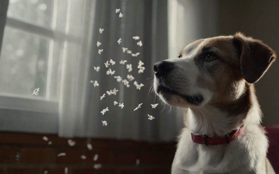 how to teach a dog tricks without treats