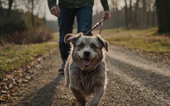 how often should i walk my dog