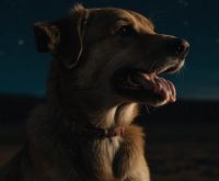 how to stop a dog from howling at night