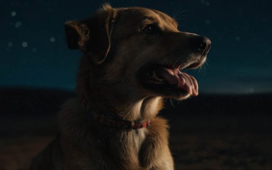 how to stop a dog from howling at night