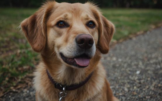 how to train my dog to ignore strangers