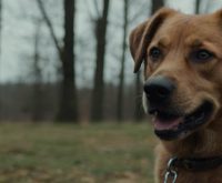 how to teach a dog to come without treats