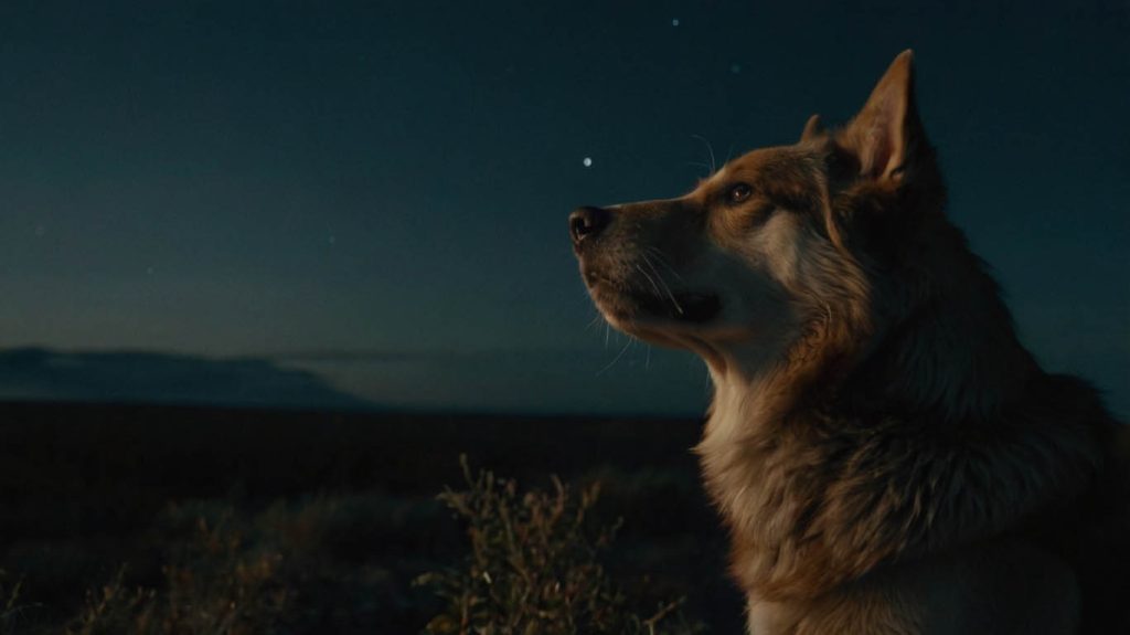 how to stop a dog from howling at night