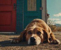 anxious dog whining