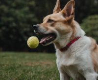 how do i get my dog to play fetch