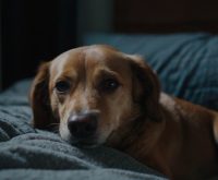 how to get my dog to stop crying at night