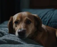how to get my dog to stop crying at night
