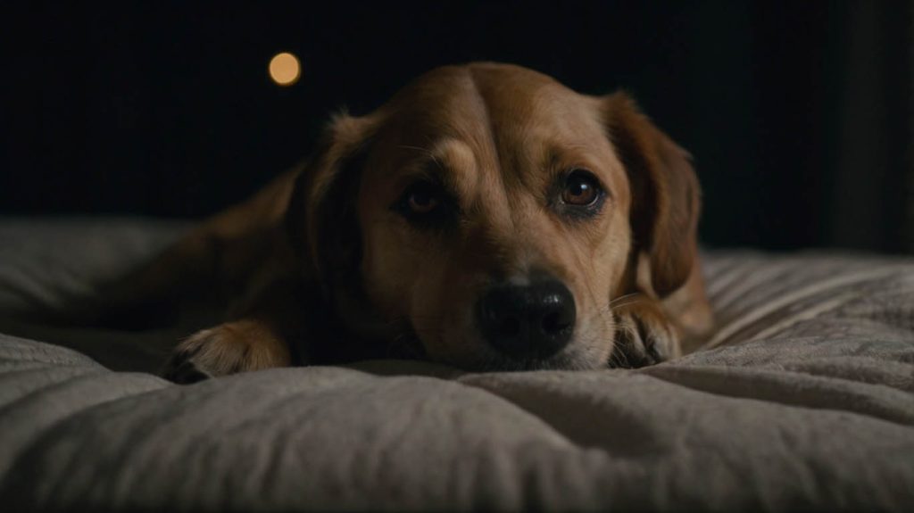 how to get my dog to stop crying at night