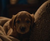 new puppy tips first night