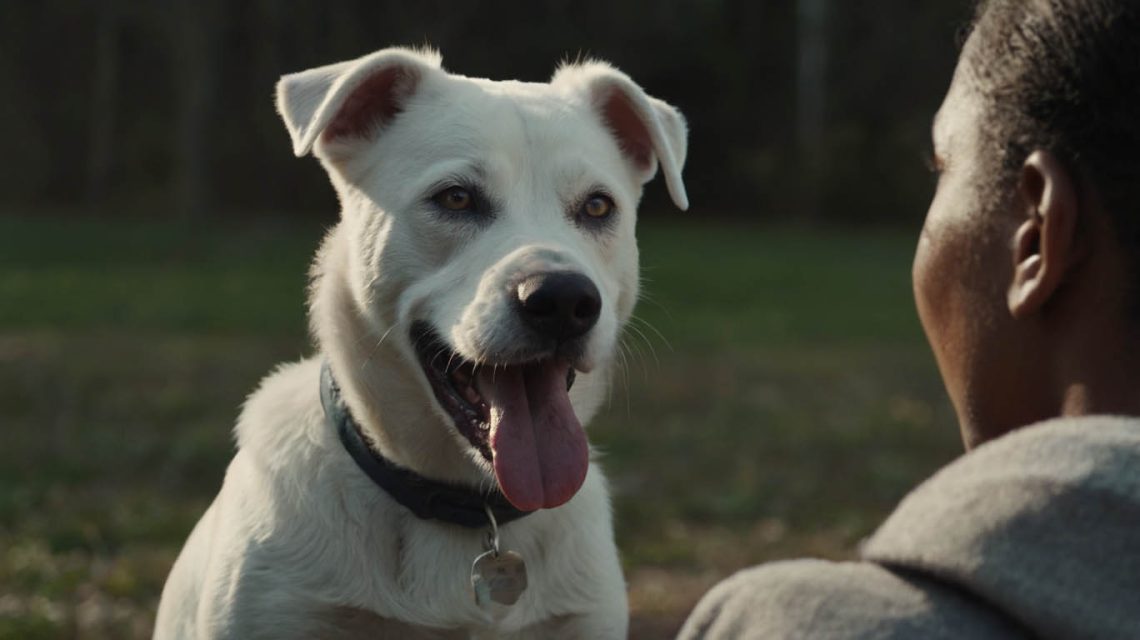 how to teach a deaf dog