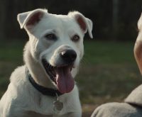 how to teach a deaf dog