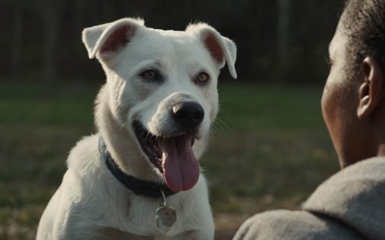 how to teach a deaf dog
