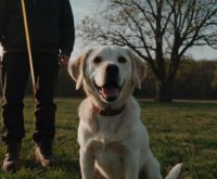 how to get a dog to listen without treats