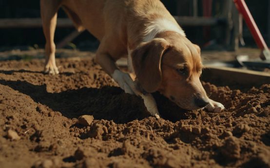 how to fill a hole your dog dug